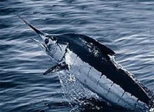 Export Quality Fresh Marlin Fish