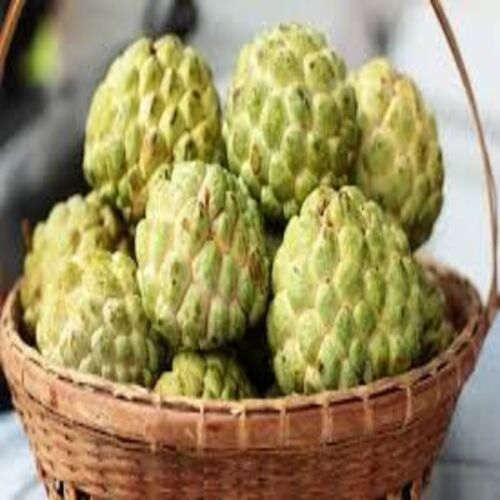 Green Healthy And Natural Fresh Custard Apple