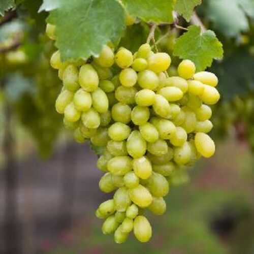 Light Green Healthy And Natural Fresh Grapes