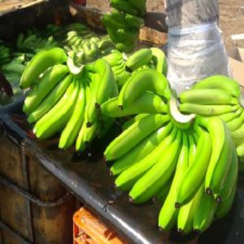 Fresh Organic Green Bananas - Size 6-9 Inches, Natural Taste and Non Harmful Quality