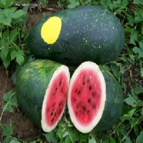 Organic Healthy And Natural Fresh Watermelon