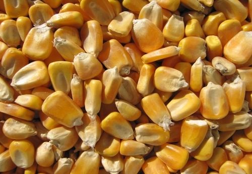 High Protein Yellow Maize