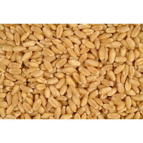 Natural Organic Wheat Grain