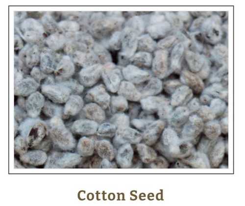 White Aid Wound Care Cotton Seed