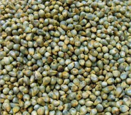 Brown Export Quality Bajra Millet