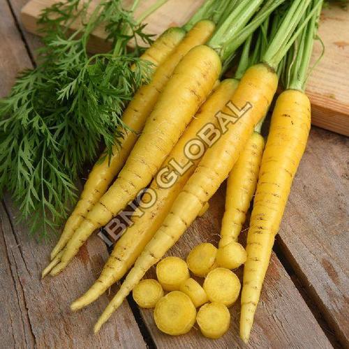 Healthy and Natural Fresh Yellow Carrot