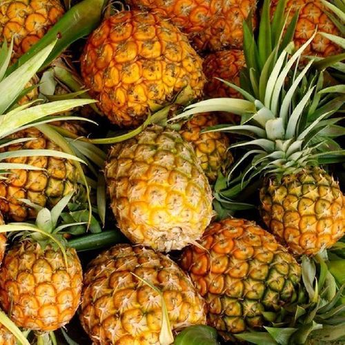 Healthy and Natural Fresh Pineapple - Standard Size, Whole Fruit | Rich in Potassium, Sweet Taste, Very Good Quality