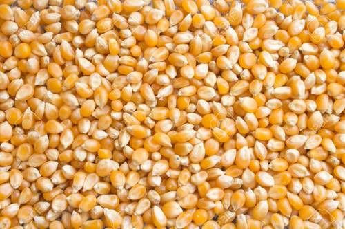 Dried Corn Kernel