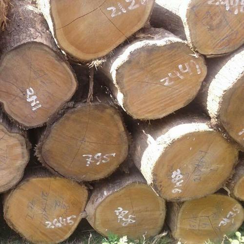 Fine Grade Wood Log