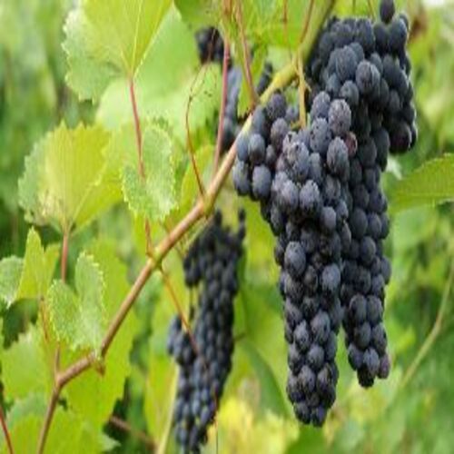 Healthy And Natural Fresh Black Grapes