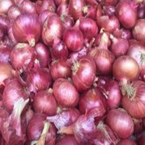Healthy and Natural Fresh Indian Big Onion
