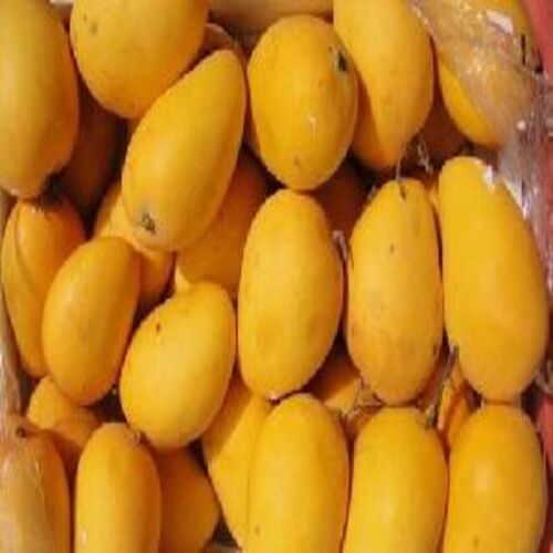 Healthy And Natural Fresh Kesar Mango