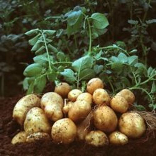 Healthy and Natural Fresh Potatoes