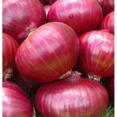 Healthy and Natural Fresh Red Onion