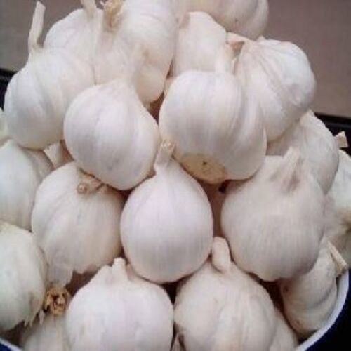 Healthy and Natural Fresh Whole Garlic