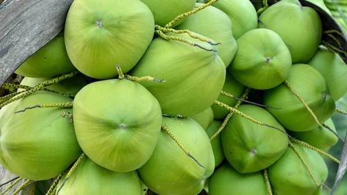 Natural Fresh Green Coconut