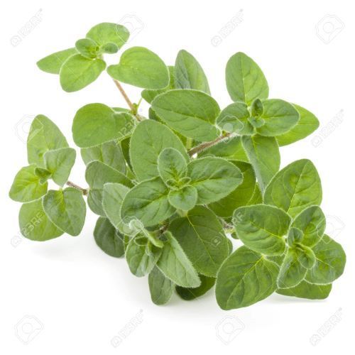 Aromatic Herb Marjoram Leaves Age Group: Suitable For All