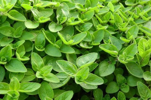 Aromatic Herb Marjoram Leaves