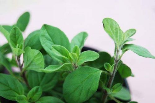 Aromatic Herb Marjoram Leaves