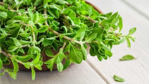 Aromatic Herb Marjoram Leaves