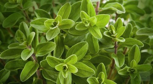 Aromatic Herb Marjoram Leaves