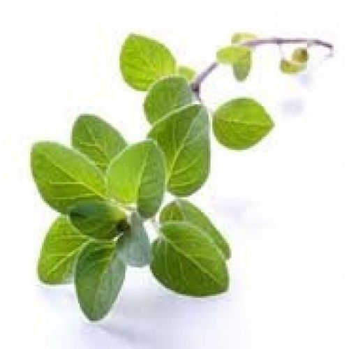 Aromatic Herb Marjoram Leaves Age Group: Suitable For All