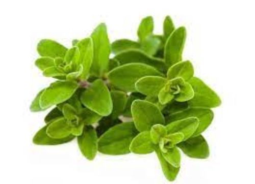 Aromatic Herb Marjoram Leaves Age Group: Suitable For All