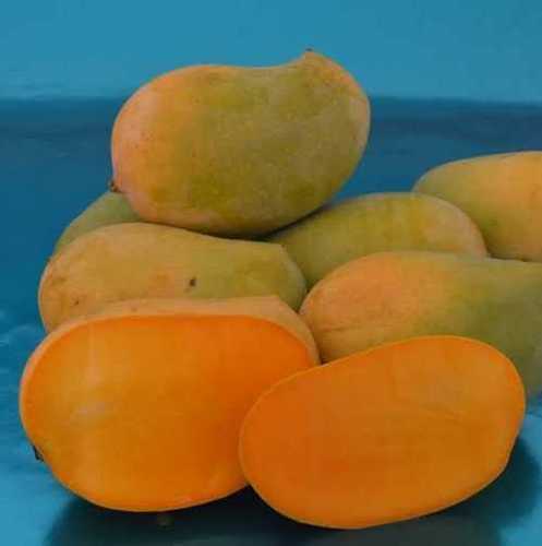 Fresh Mango Kesar Mango