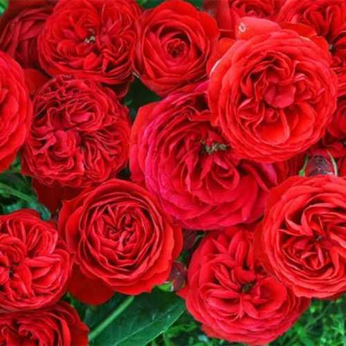 Natural Fresh Red Rose Flower