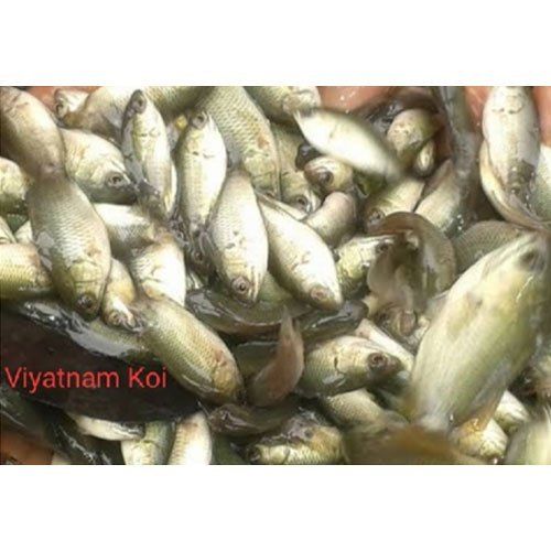 Fresh Vietnam Koi Fish
