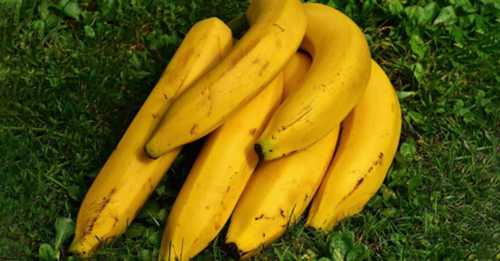 Yellow Strong Flavor Fresh Banana