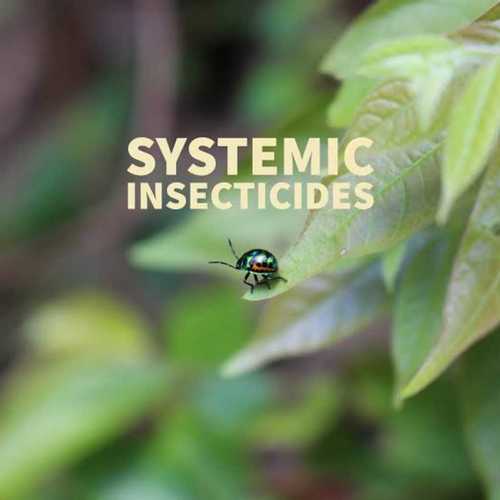 Systematic Insecticides 