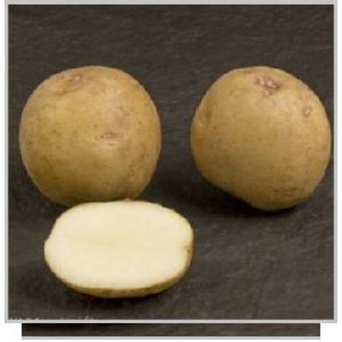 Healthy And Natural Atlantic Potato