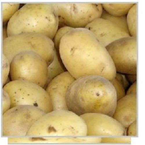 Healthy and Natural Badshah Potato