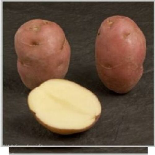 Round Healthy And Natural Lady Rosetta Potato