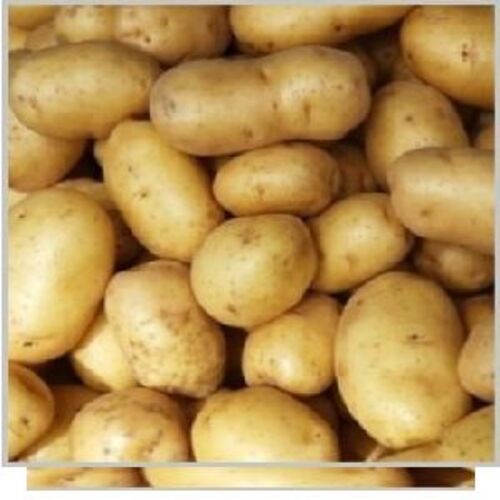 Pukhraj Potato - Medium Dormancy, Raw Processing, Fresh Style | Natural Taste, Non Harmful, Very Good Quality, Round and Oval Shape, Ideal for Cooking