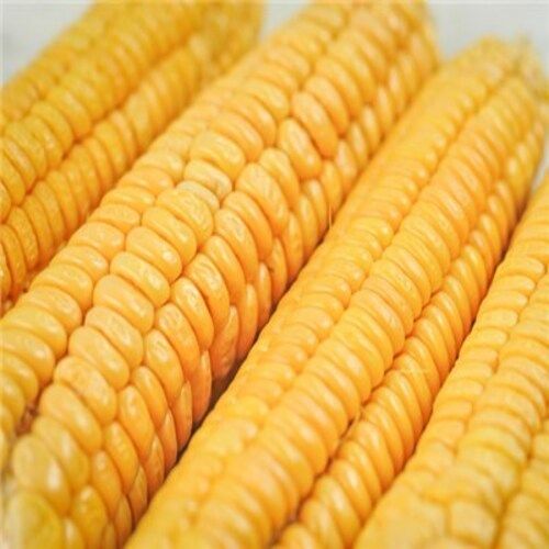 Healthy and Natural Yellow Sweet Corn
