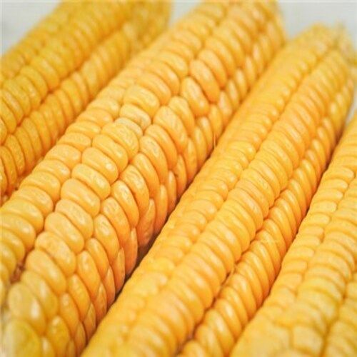 Organic Healthy And Natural Yellow Sweet Corn