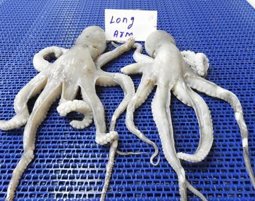 Octopus Whole Cleaned IQF