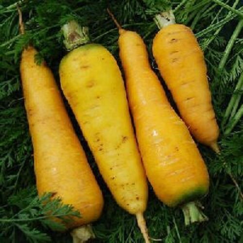  स्वस्थ और प्राकृतिक ताजा पीली गाजर