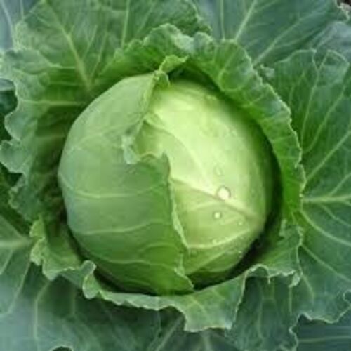 Round Healthy And Natural Fresh Cabbage