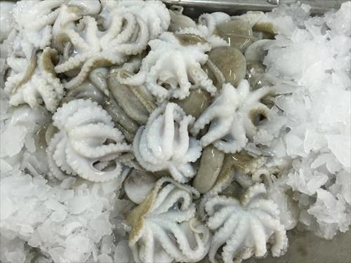 High Grade Live and Frozen Octopus