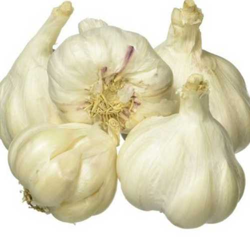 Powder A Grade Fresh Garlic