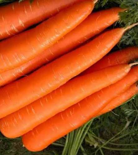 Fresh Red Carrot