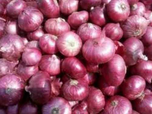 Fresh Red Onion