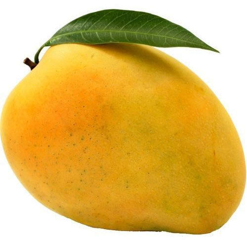 Healthy And Natural Fresh Kesar Mango