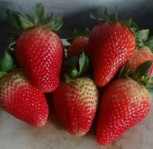 Red Colour Best Price Natural Fresh Strawberry