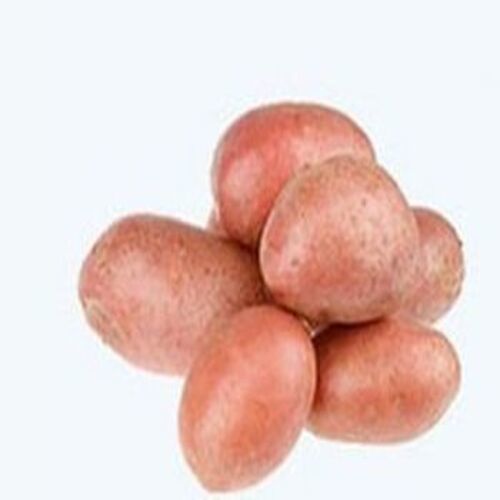 Healthy and Natural Fresh Lady Rosetta Potato