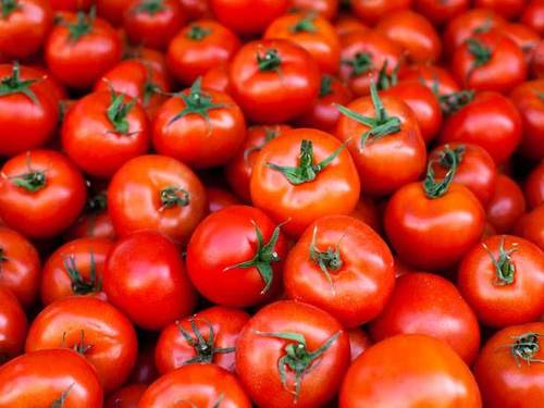 Healthy and Natural Fresh Red Tomato
