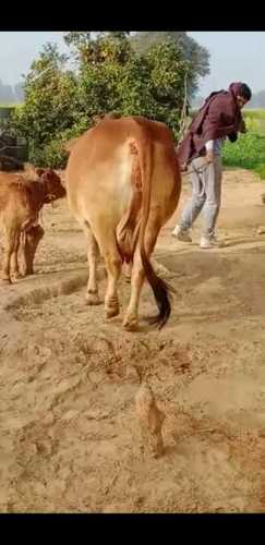 High Breed Sahiwal Cow